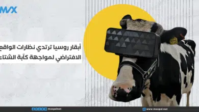 أبقار روسيا ترتدي نظارات الواقع الافتراضي لمواجهة كآبة الشتاء