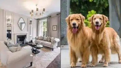 41 ألف دولار وفيلا ريفية راتب رعاية كلبين سنويا 41 ألف دولار وفيلا ريفية راتب رعاية كلبين سنويا