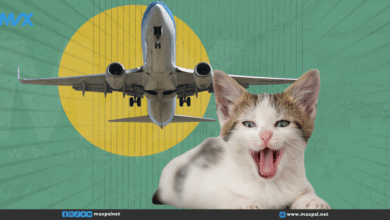 تأخر رحلة طيران بسبب قطة هاربة في مطار بيروت تأخر رحلة طيران بسبب قطة هاربة في مطار بيروت