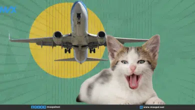 تأخر رحلة طيران بسبب قطة هاربة في مطار بيروت تأخر رحلة طيران بسبب قطة هاربة في مطار بيروت