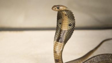 شاهد.. رجل يمسك أفعى كوبرا ضخمة في مستودع للحبوب شاهد.. رجل يمسك أفعى كوبرا ضخمة في مستودع للحبوب