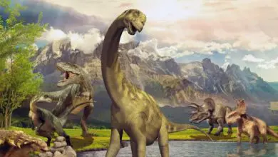 انقراض الحيوانات: تحذيرات من الصندوق العالمي للطبيعة حول الكارثة البيئية القادمة انقراض الحيوانات: تحذيرات من الصندوق العالمي للطبيعة حول الكارثة البيئية القادمة