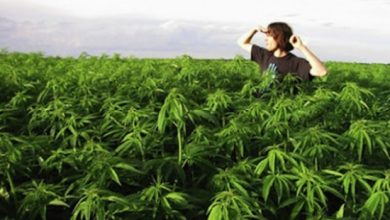 زراعة الحشيش في المنازل غير مجرمة بأمر القضاء الإيطالي زراعة الحشيش في المنازل غير مجرمة بأمر القضاء الإيطالي