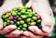 كيف تساهم القهوة الخضراء في إنقاص الوزن كيف تساهم القهوة الخضراء في إنقاص الوزن