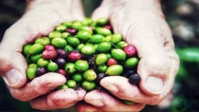 كيف تساهم القهوة الخضراء في إنقاص الوزن