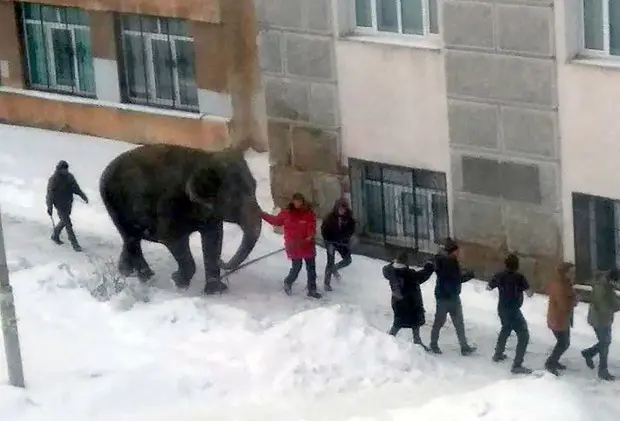 فيلان يهربان من السيرك للاستمتاع بالثلوج وسط الشارع فيلان يهربان من السيرك للاستمتاع بالثلوج وسط الشارع