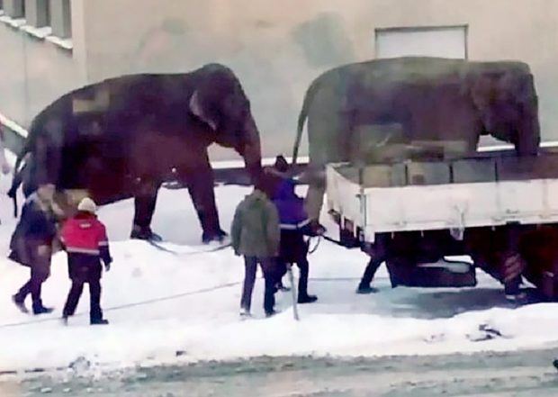 فيلان يهربان من السيرك للاستمتاع بالثلوج وسط الشارع