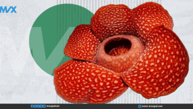 العثور على "زهرة رافليسيا" الأضخم في العالم برائحة كريهة العثور على "زهرة رافليسيا" الأضخم في العالم برائحة كريهة