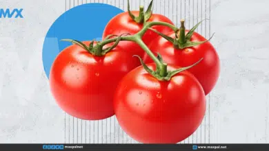 الطماطم تزيد فرص الإنجاب: دراسة تكشف فوائدها لخصوبة الرجال الطماطم تزيد فرص الإنجاب: دراسة تكشف فوائدها لخصوبة الرجال