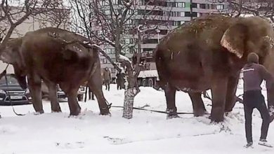 فيلان يهربان من السيرك للاستمتاع بالثلوج وسط الشارع فيلان يهربان من السيرك للاستمتاع بالثلوج وسط الشارع