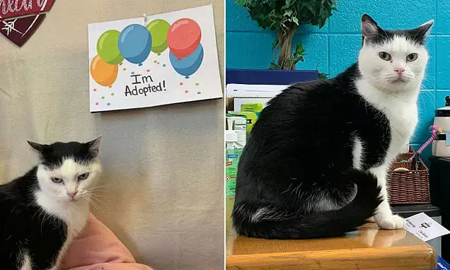 قطة بأصابع زائدة في مخالبها تبحث عن منزل قطة بأصابع زائدة في مخالبها تبحث عن منزل