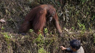 بالصور.. رد فعل غير متوقع لقردة شاهدت رجلا يغرق بالصور.. رد فعل غير متوقع لقردة شاهدت رجلا يغرق