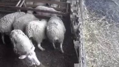 خروف غاضب يطيح بعامل خارج سياج مزرعة خروف غاضب يطيح بعامل خارج سياج مزرعة