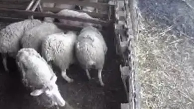 خروف غاضب يطيح بعامل خارج سياج مزرعة خروف غاضب يطيح بعامل خارج سياج مزرعة