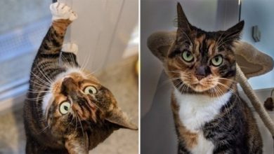 قطة بأصابع زائدة في مخالبها تبحث عن منزل قطة بأصابع زائدة في مخالبها تبحث عن منزل