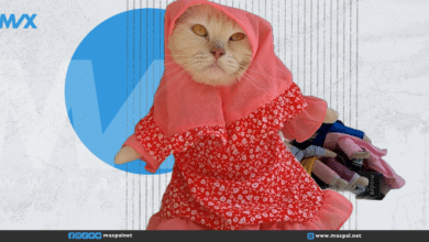 أزياء للقطط: من الحجاب إلى زي الأبطال الخارقين! أزياء للقطط: من الحجاب إلى زي الأبطال الخارقين!