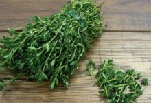 تعرف على فوائد الزعتر وبعض الوصفات لاستخدامه تعرف على فوائد الزعتر وبعض الوصفات لاستخدامه