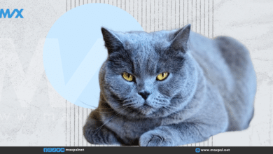 قط ينقذ حياة مالكته بعد اكتشافه تسرب غاز خطير في المنزل قط ينقذ حياة مالكته بعد اكتشافه تسرب غاز خطير في المنزل