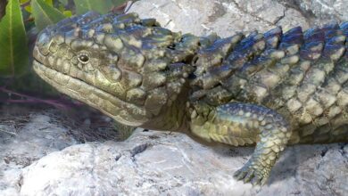 اكتشاف أغرب سحلية في أستراليا: هيكل أحفوري ضخم يعود للعصر الجليدي اكتشاف أغرب سحلية في أستراليا: هيكل أحفوري ضخم يعود للعصر الجليدي