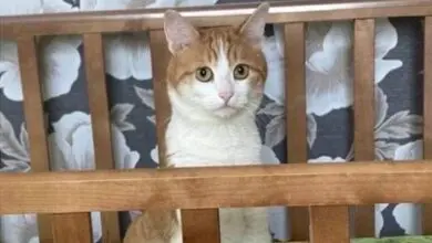 شركة القطارات الروسية تعتذر عن وفاة قط بسبب البرد الشديد شركة القطارات الروسية تعتذر عن وفاة قط بسبب البرد الشديد