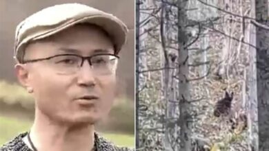 مدرب كاراتيه ينجو من هجوم دبين بحركات قتالية: قصة نجاة مثيرة في جزيرة هوكايدو مدرب كاراتيه ينجو من هجوم دبين بحركات قتالية: قصة نجاة مثيرة في جزيرة هوكايدو