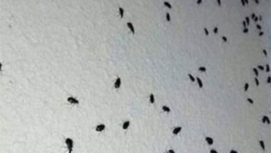 غزو حشرات في لبنان: هل هو تحدي طبيعي أم مشكلة جديدة تهدد السكان؟ غزو حشرات في لبنان: هل هو تحدي طبيعي أم مشكلة جديدة تهدد السكان؟