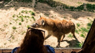 هجوم ذئاب في حديقة حيوانات: امرأة تصاب بجروح خطرة بعد تجاوز أنظمة الأمان هجوم ذئاب في حديقة حيوانات: امرأة تصاب بجروح خطرة بعد تجاوز أنظمة الأمان