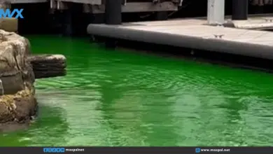 ذعر في سيدني بعد تحول مياه خليج كارينينغ إلى اللون الأخضر ذعر في سيدني بعد تحول مياه خليج كارينينغ إلى اللون الأخضر