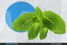 النعناع: فوائد لا تحصى للصحة والجمال النعناع: فوائد لا تحصى للصحة والجمال