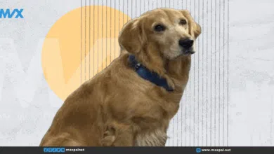 الكلب دنفر يُعين "مسؤول السعادة" في شركة هندية ويخطف القلوب الكلب دنفر يُعين "مسؤول السعادة" في شركة هندية ويخطف القلوب